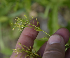 Rorippa × armoracioides