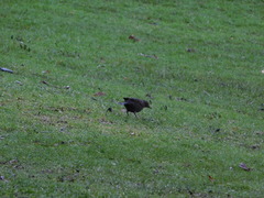 Turdus merula