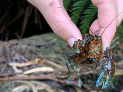 Euastacus neodiversus