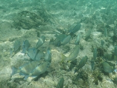 Acanthurus chirurgus