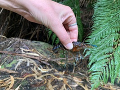 Euastacus neodiversus