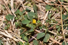 Medicago
