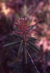 Rhododendron groenlandicum