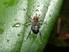 Conoderinae