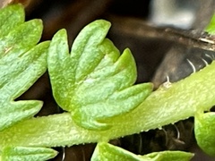 Alchemilla australis