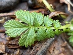 Alchemilla australis