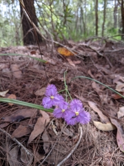 Thysanotus banksii