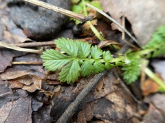 Alchemilla australis