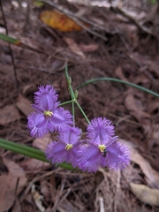 Thysanotus banksii