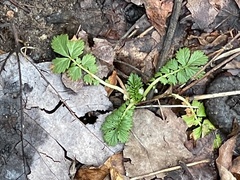 Alchemilla australis
