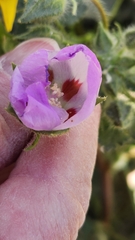 Eremalche rotundifolia