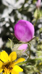 Eremalche rotundifolia