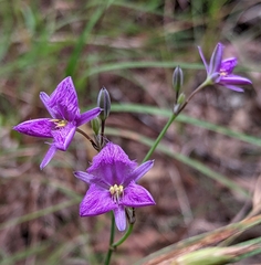 Thysanotus banksii
