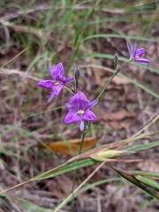 Thysanotus banksii