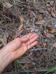 Thysanotus banksii