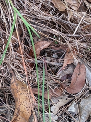 Thysanotus banksii