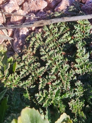 Erodium cicutarium