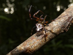 Verrucosa