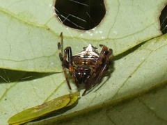 Verrucosa