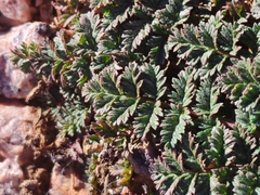 Erodium cicutarium