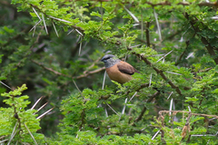 Spermestes griseicapilla