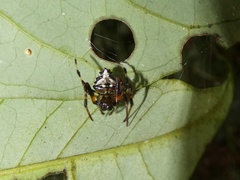 Verrucosa