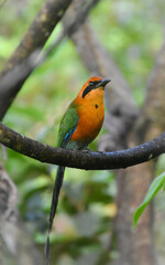 Baryphthengus martii