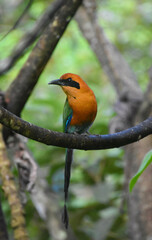 Baryphthengus martii