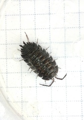 Porcellio obsoletus