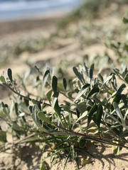 Senecio crassiflorus