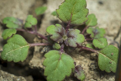 Acanthomintha ilicifolia