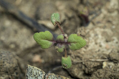 Acanthomintha ilicifolia