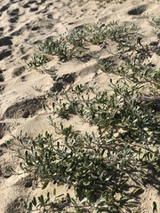 Senecio crassiflorus