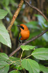 Baryphthengus martii