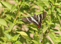 Rhetus arcius