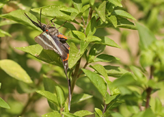 Rhetus arcius