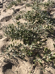 Senecio crassiflorus