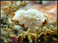 Pseudoceros heronensis