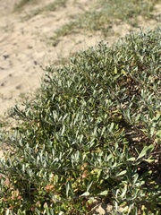 Senecio crassiflorus