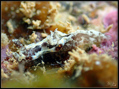 Goniodoris joubini