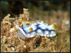 Goniobranchus geometricus