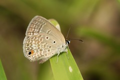 Euchrysops malathana