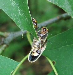 Pyractomena angulata