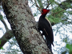 Campephilus leucopogon