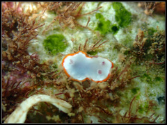Goniobranchus rubrocornutus