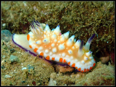 Mexichromis multituberculata