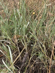 Coronidium gunnianum