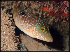 Canthigaster compressa