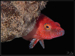 Oxycheilinus arenatus