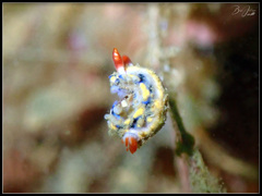 Hypselodoris infucata